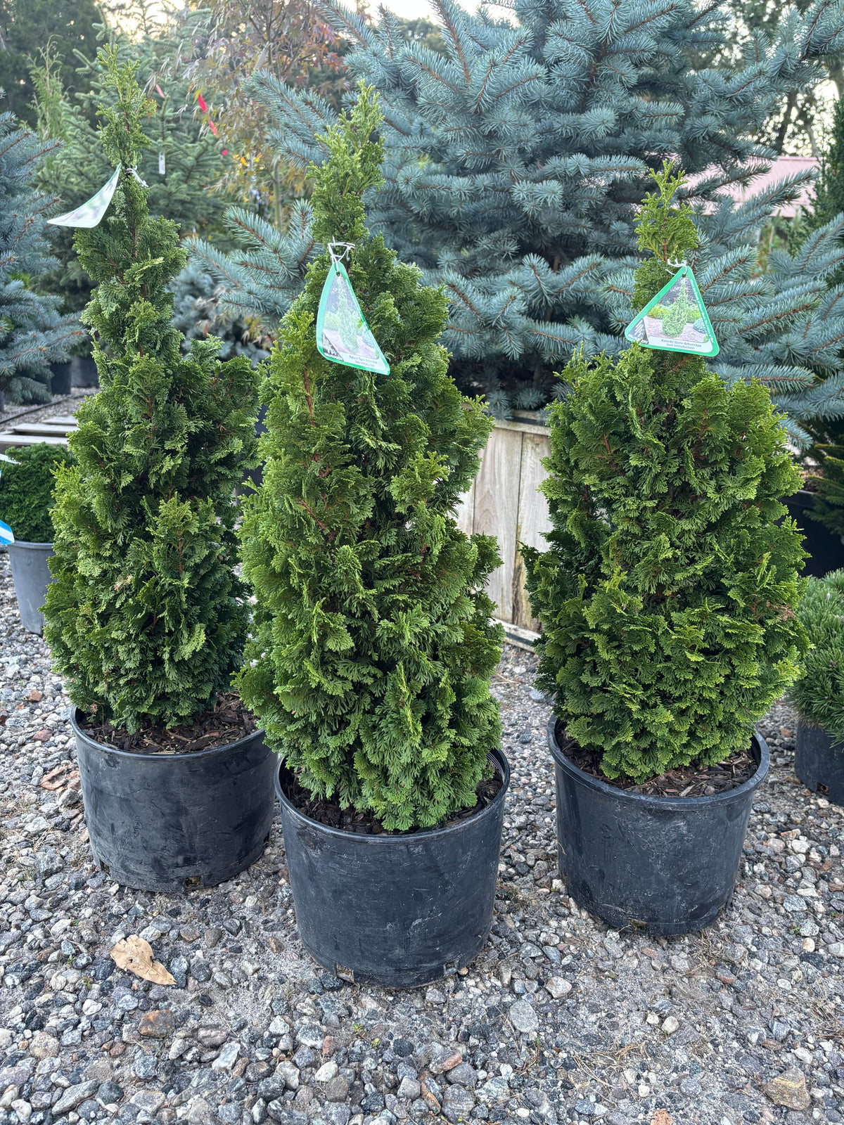 Thuja occidentalis ‘Kelsoki Spire’