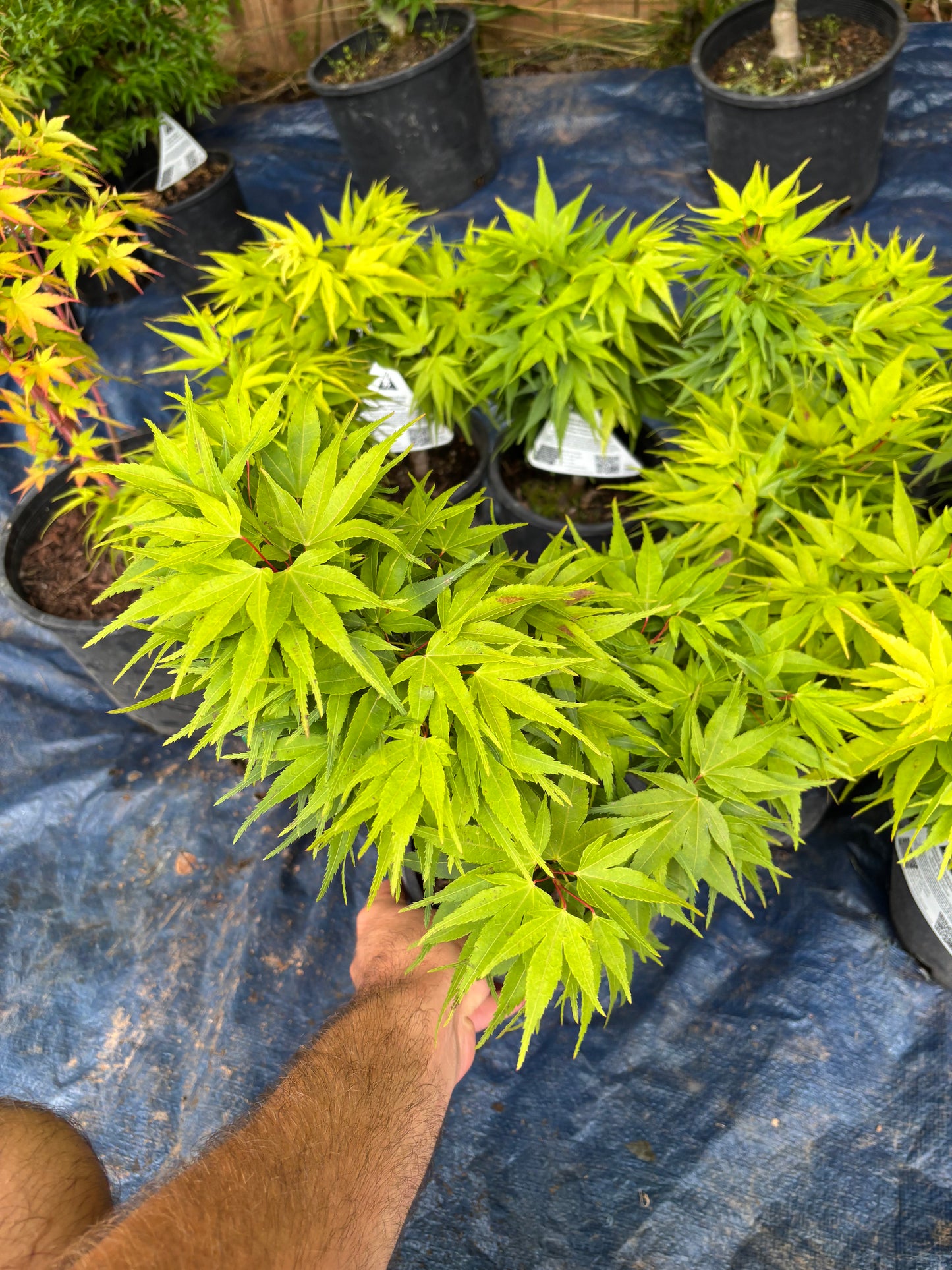 Acer Palmatum 'Mikawa Yatsubusa'