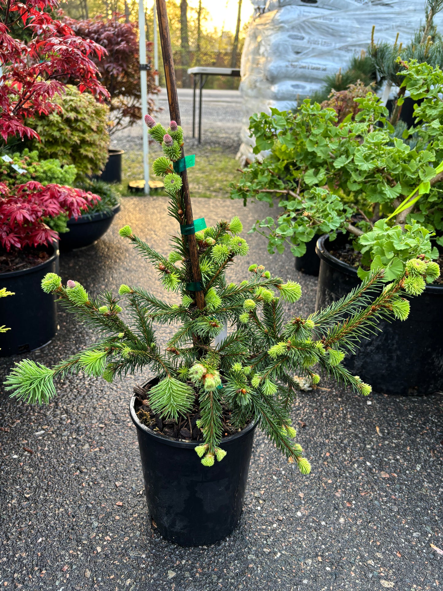 Picea abies ‘Acrocona’ Red Cone Norway Spruce