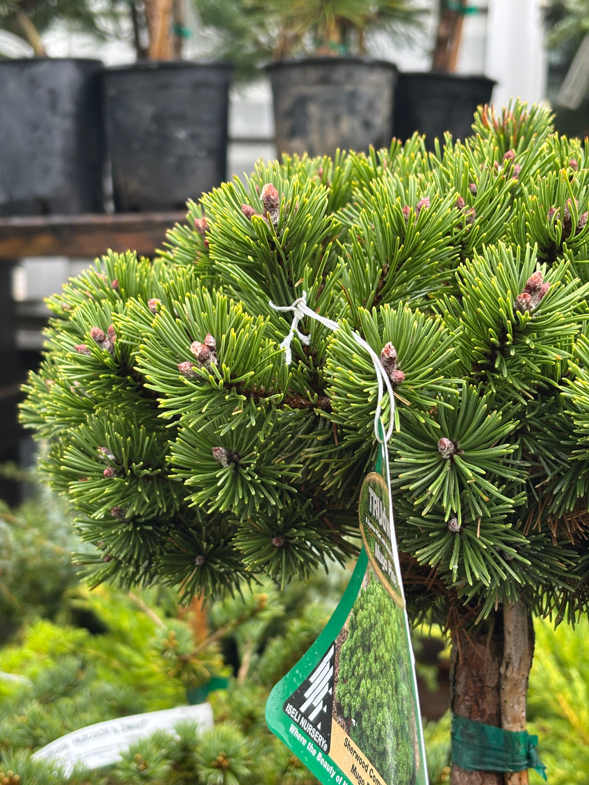 Pinus mugo ‘Sherwood Compact’