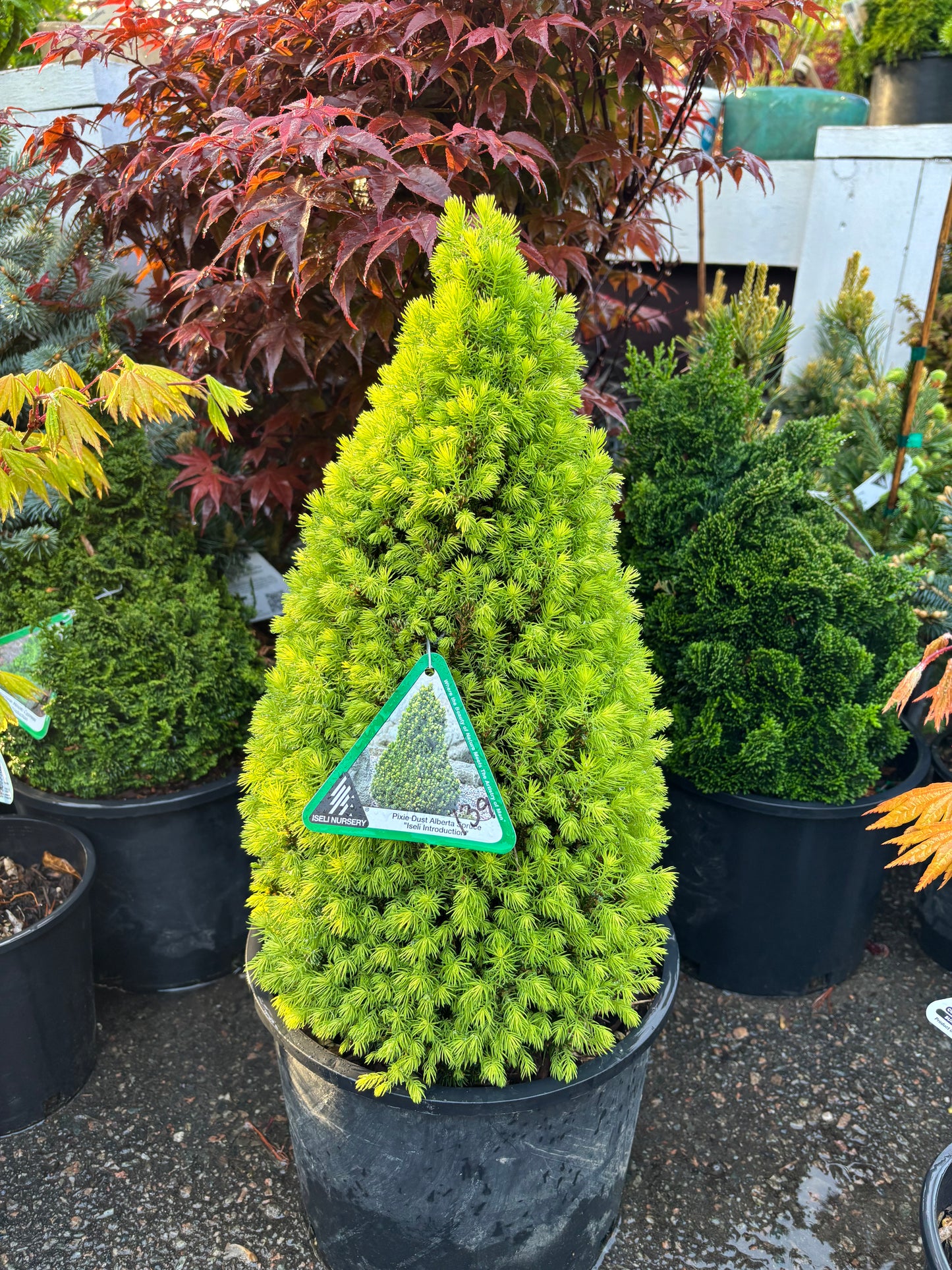 Picea glauca ‘Pixie Dust’