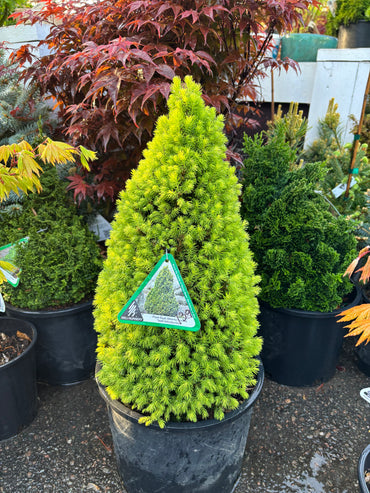 Picea glauca ‘Pixie Dust’