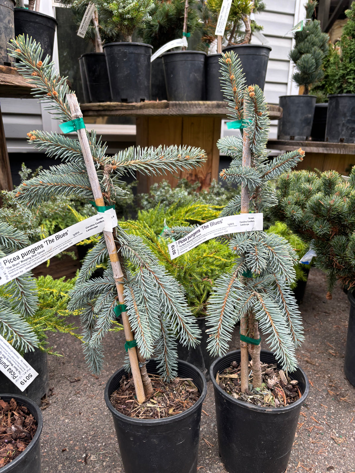 Picea pungens ‘The Blues’