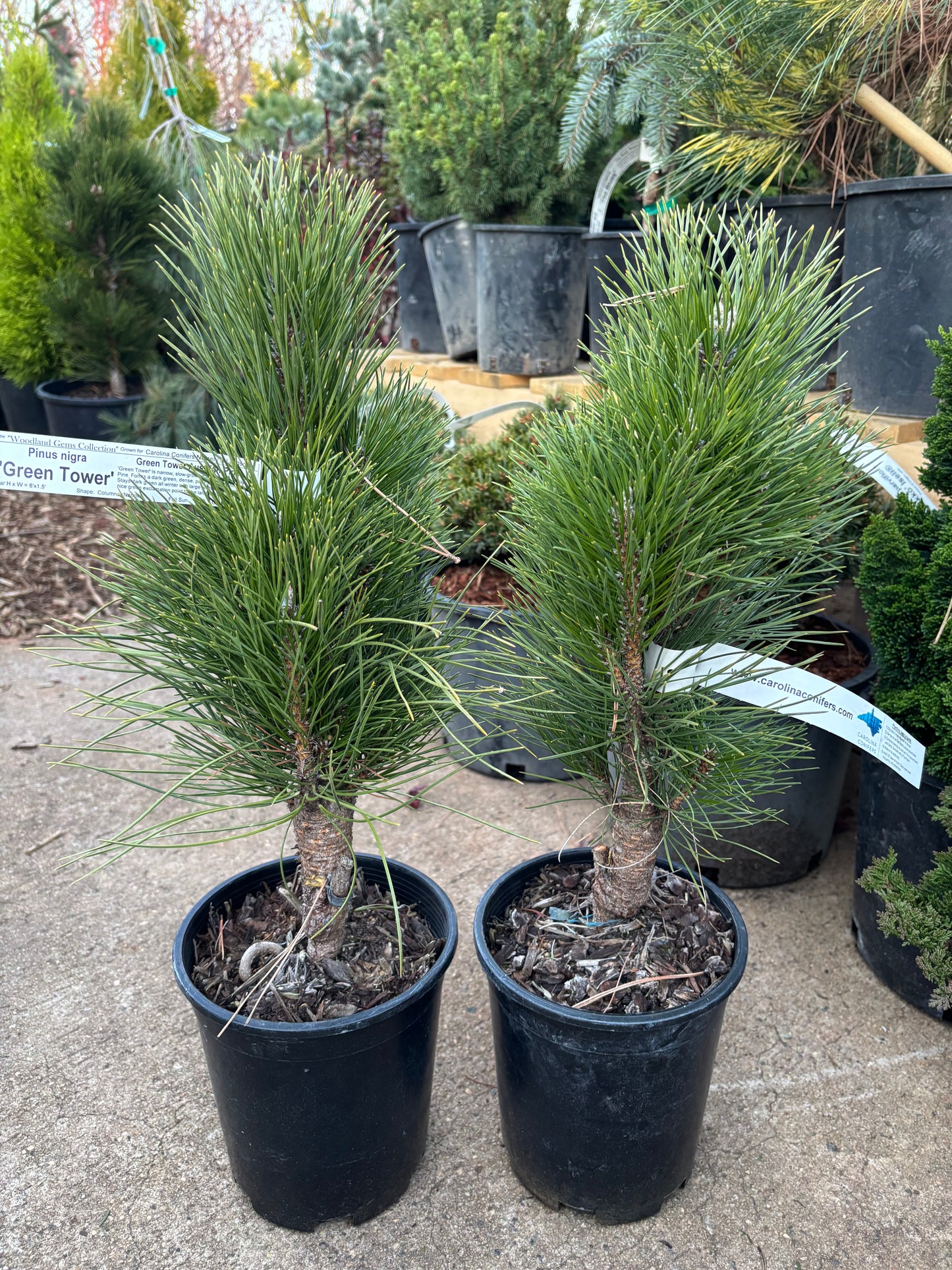 Pinus nigra ‘Green Tower’
