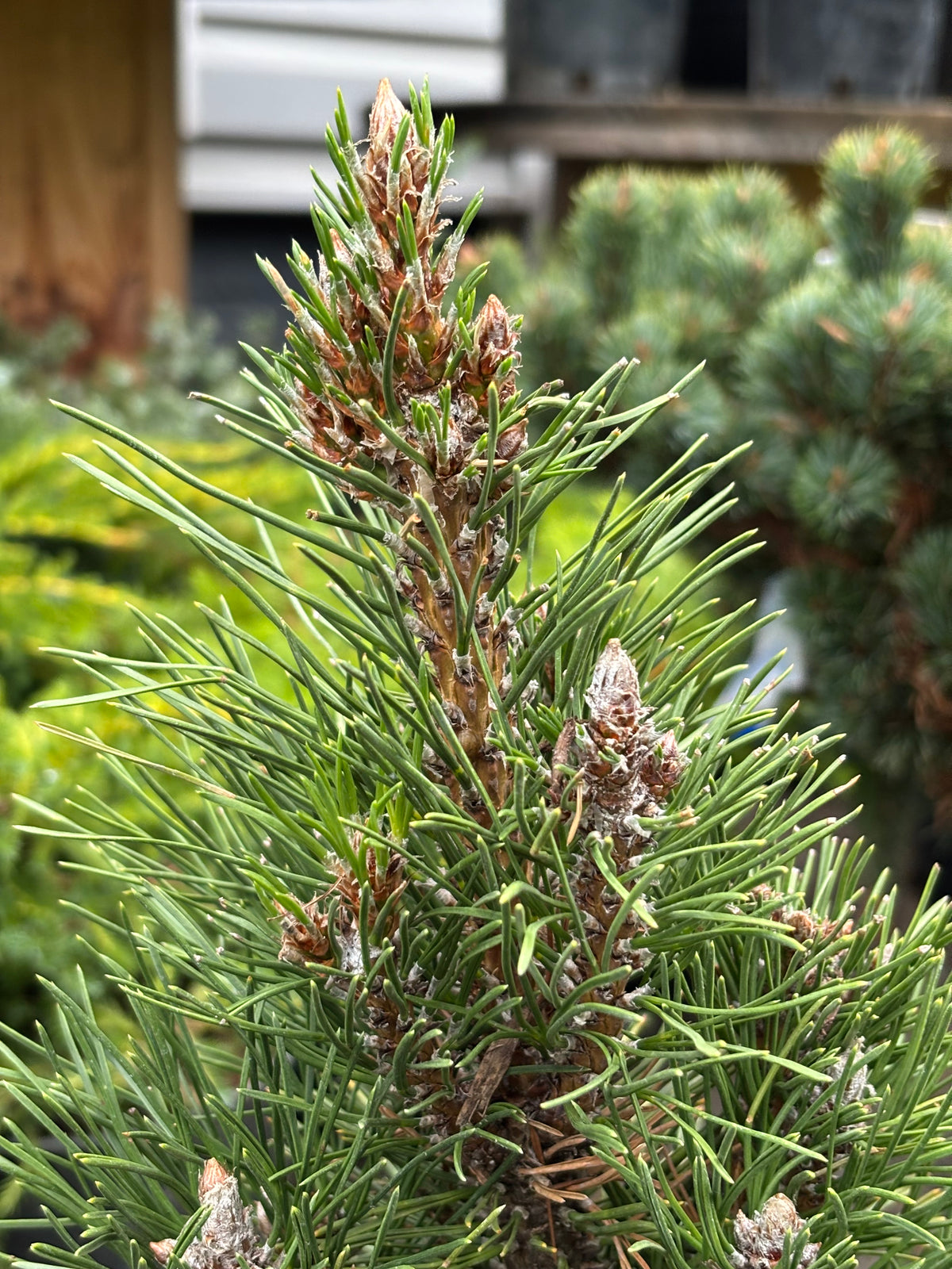 Pinus nigra ‘Frank’
