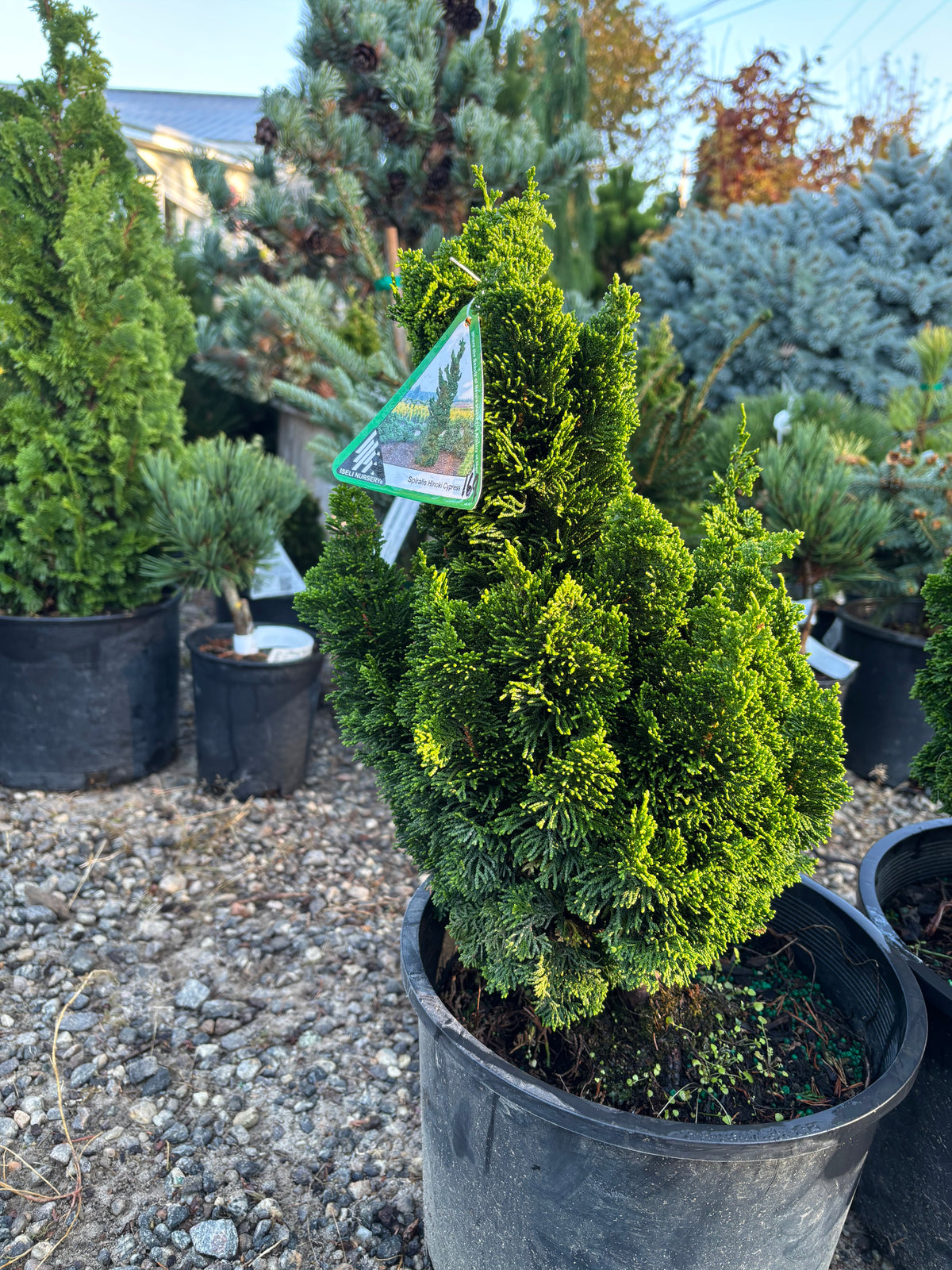 Chamaecyparis obtusa ‘Spiralis’