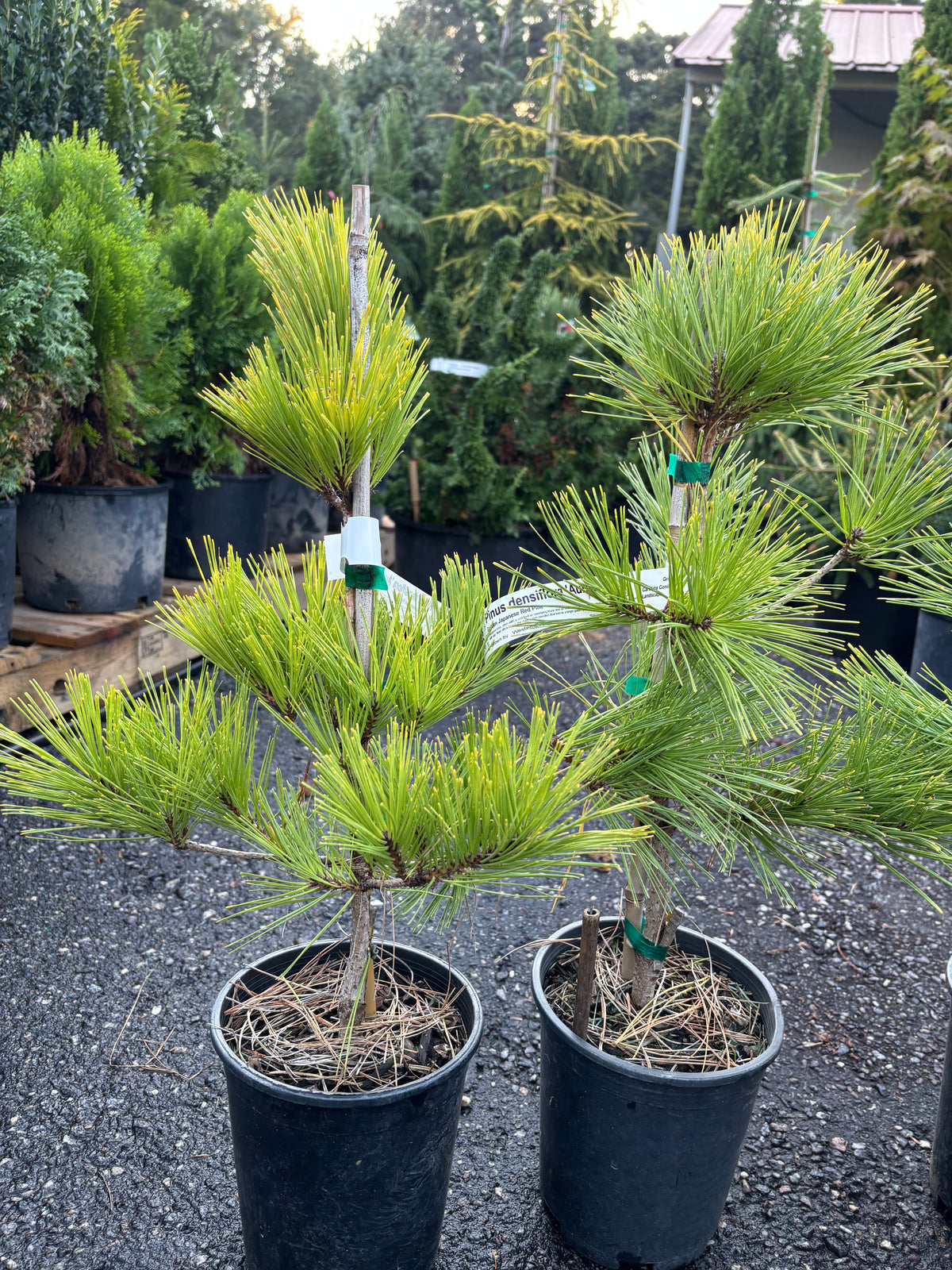Pinus densiflora ‘Aurea’