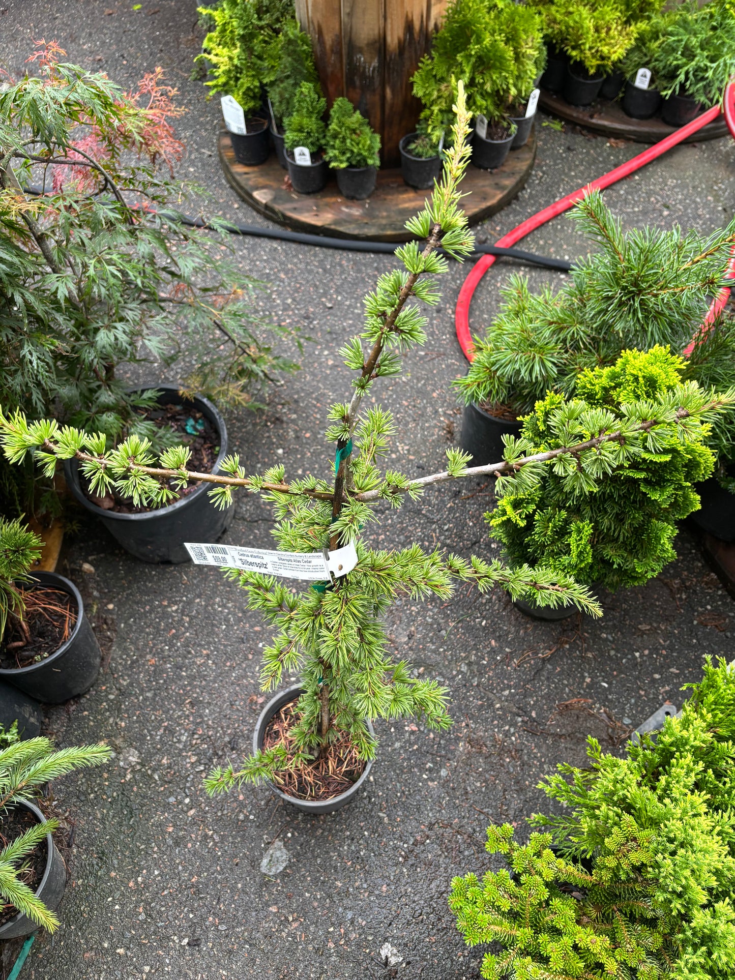 Silberspitz Atlas Cedar