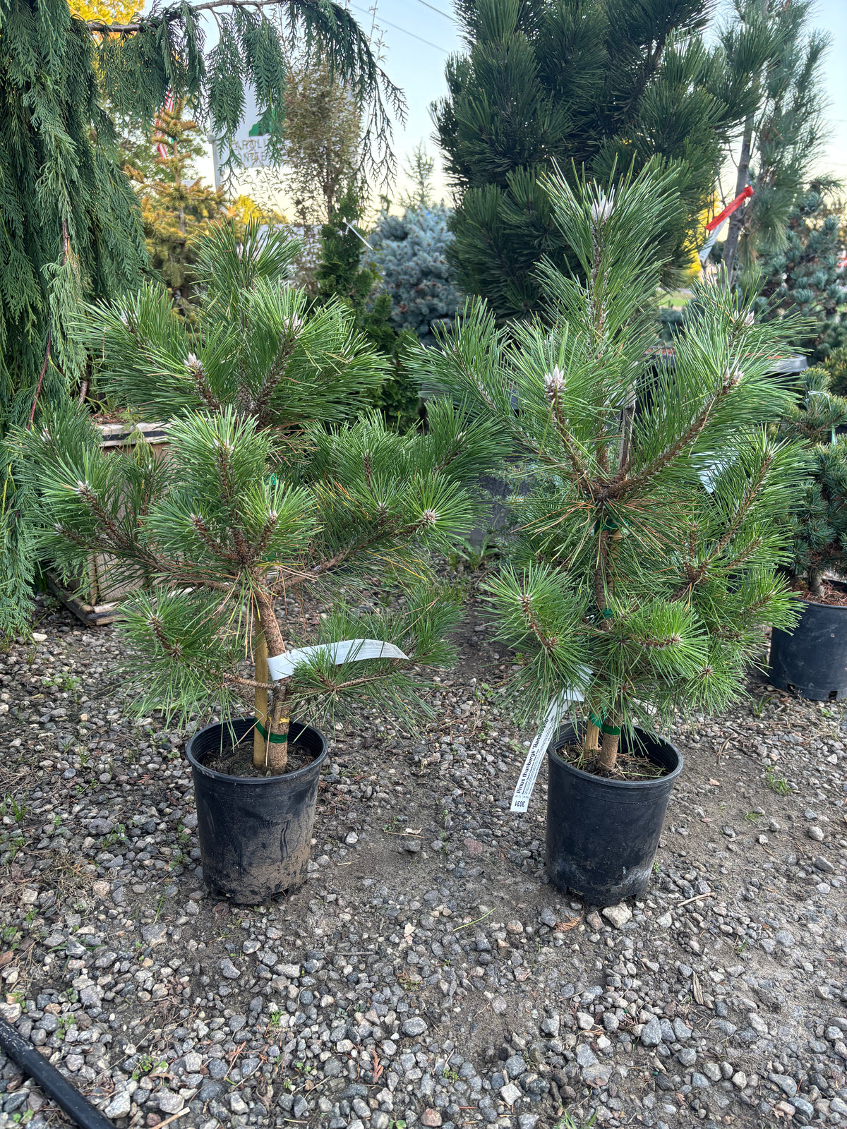 Pinus thunbergii 'Banshosho'