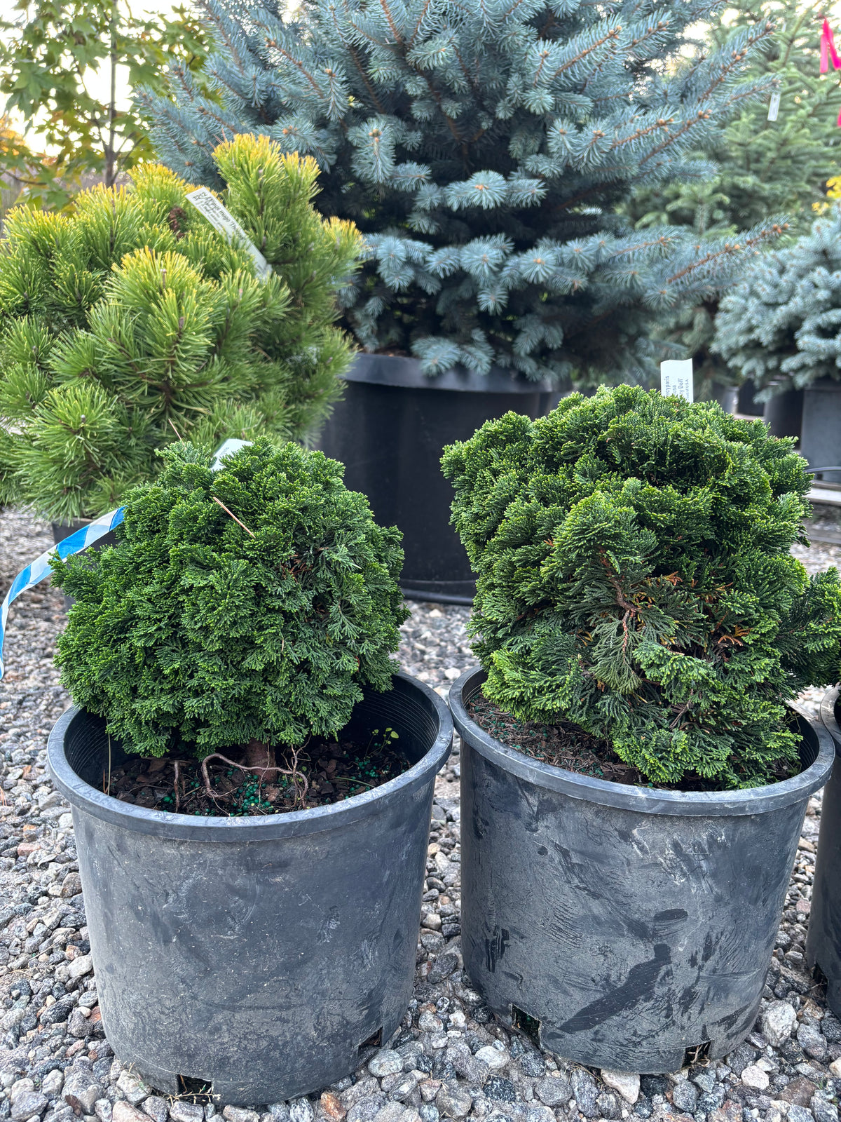 Chamaecyparis obtusa ‘Dainty Doll’