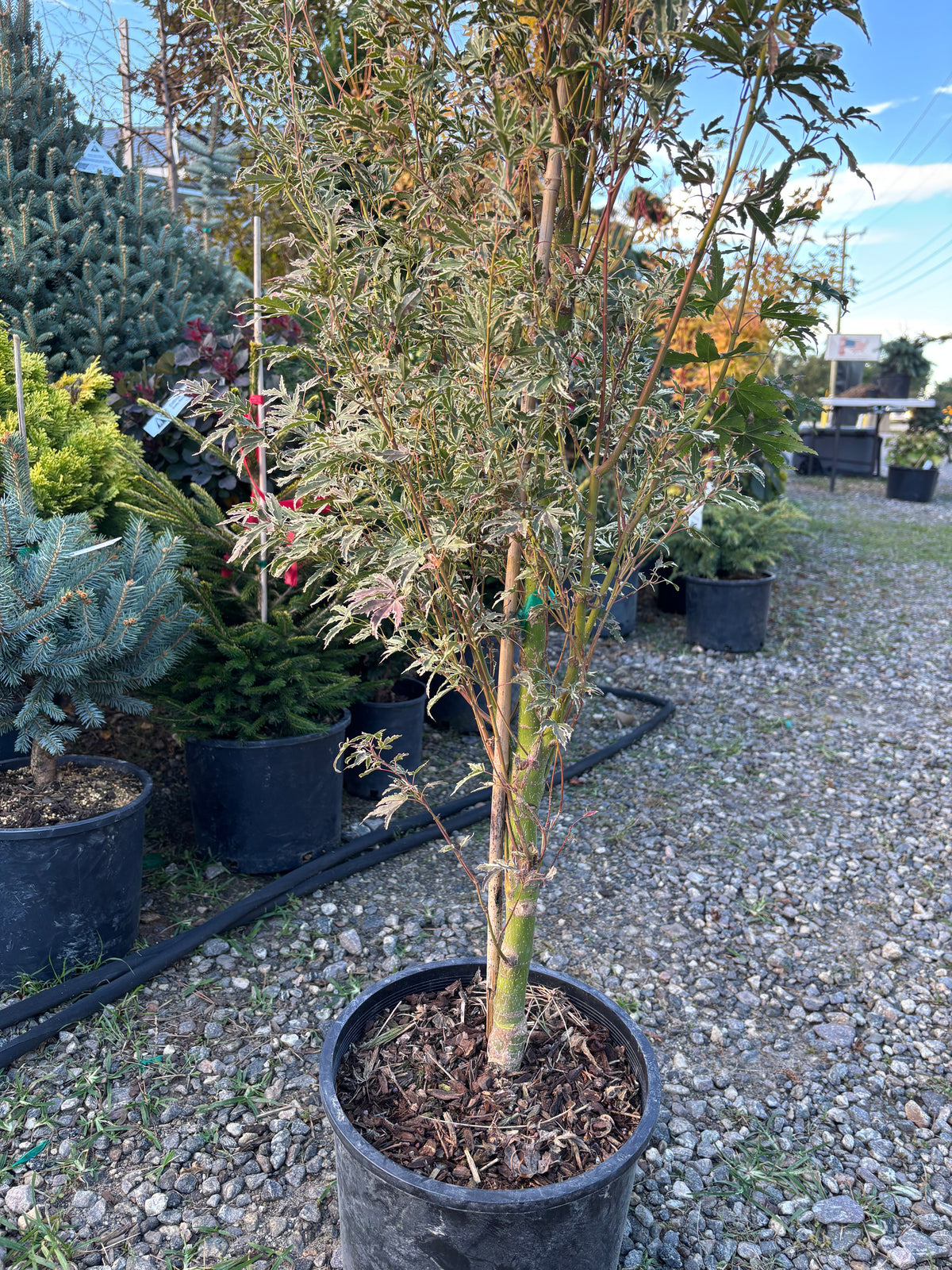 Acer palmatum 'Butterfly'