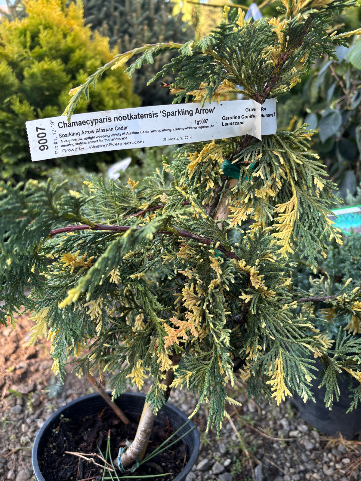 Chamaecyparis nootkatensis 'Sparkling Arrow'