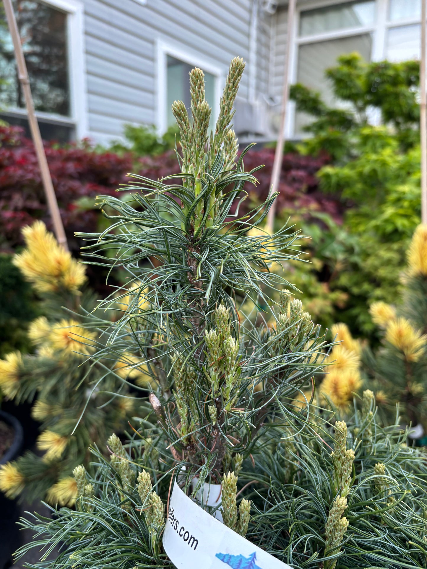 Pinus strobus 'Tiny Kurls'