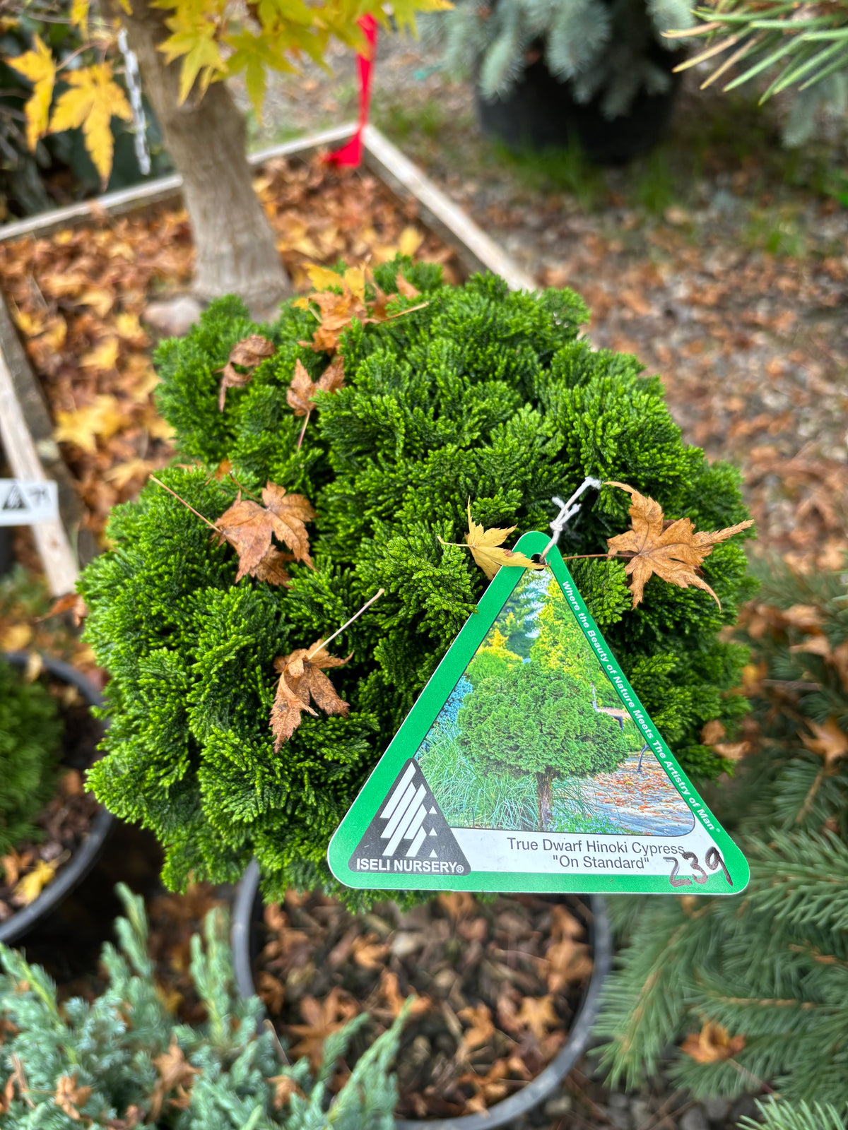 Chamaecyparis obtusa ‘Nana’