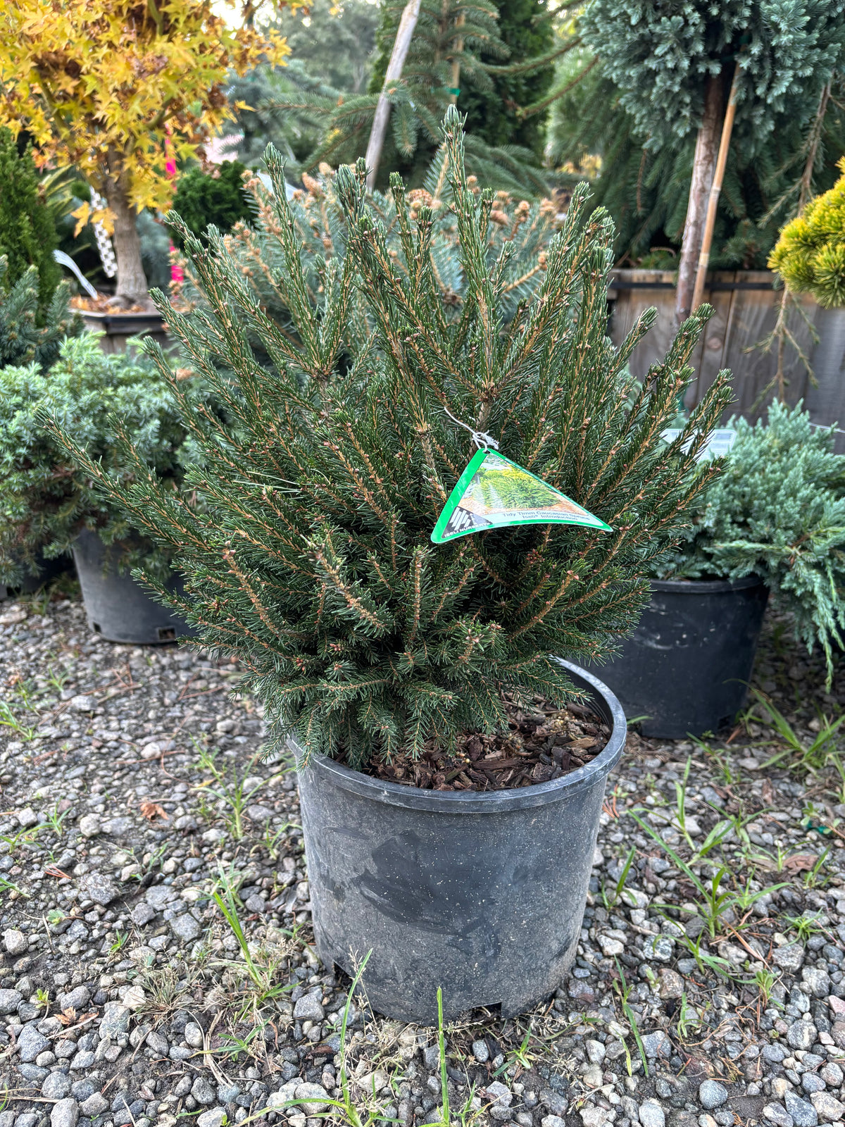 Tidy Timm Oriental Spruce