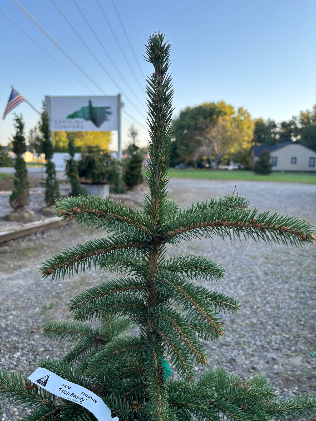 Picea pungens ‘Teton Beauty’