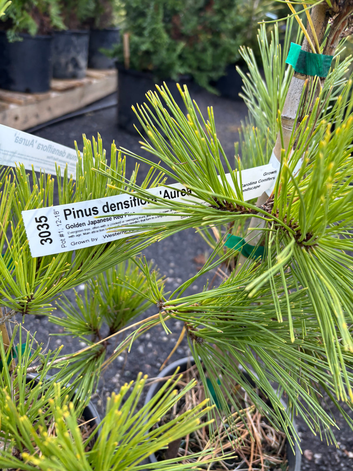 Pinus densiflora ‘Aurea’