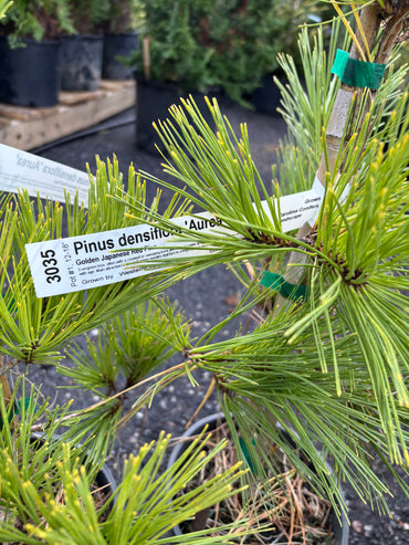 Pinus densiflora ‘Aurea’