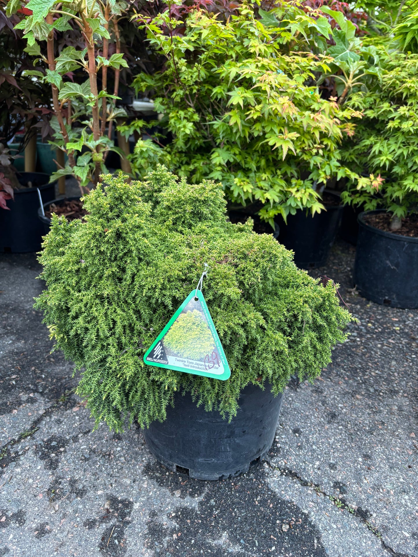 Cryptomeria japonica ‘Twinkle Toes’