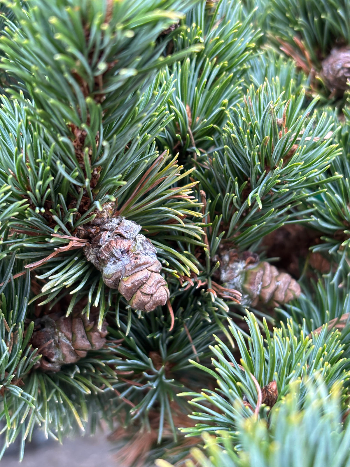 Pinus parviflora ‘Kinpo’
