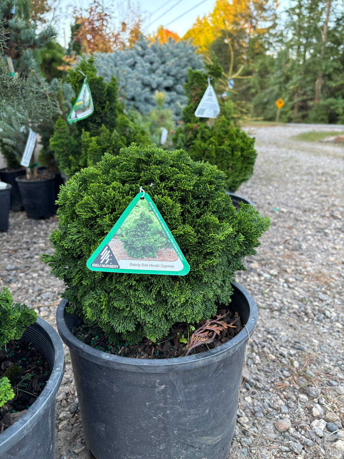 Chamaecyparis obtusa ‘Dainty Doll’