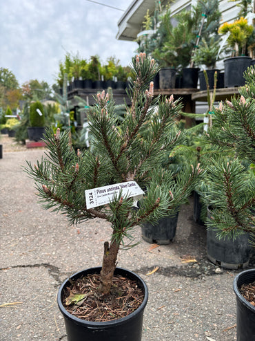 Pinus uncinata ‘Silver Candles’