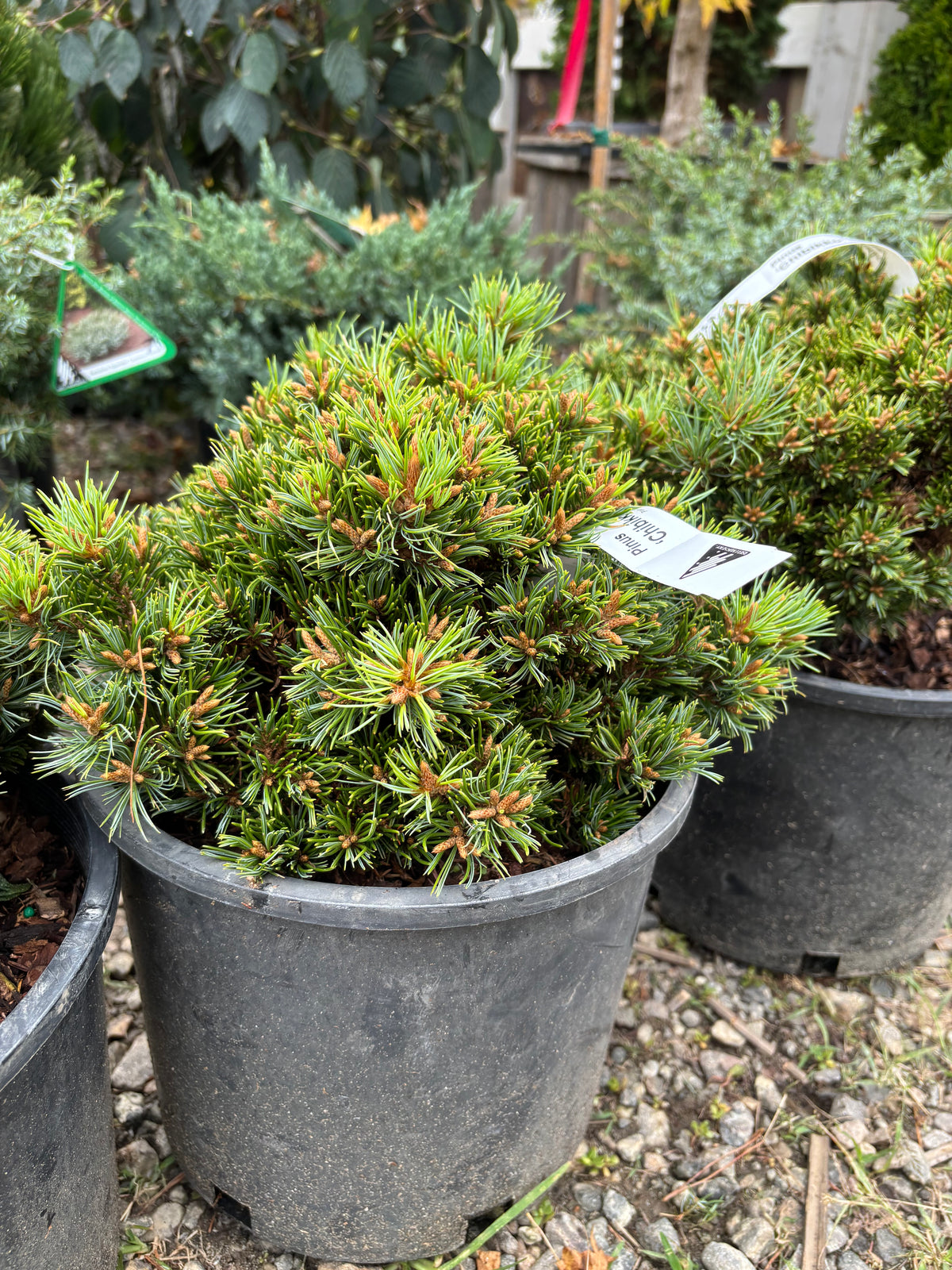Pinus parviflora ‘Chibikko’