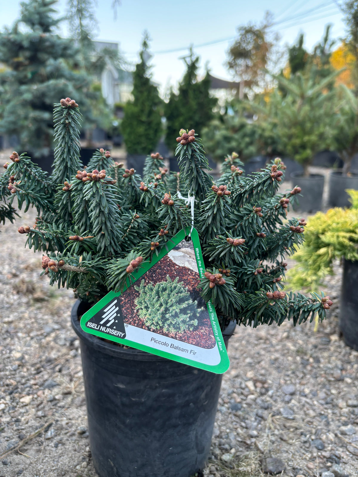 Piccolo Dwarf Balsam Fir