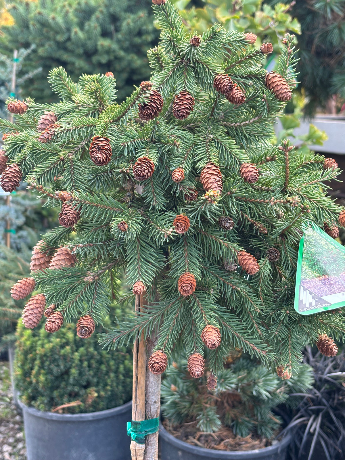 Picea abies ‘Pusch’