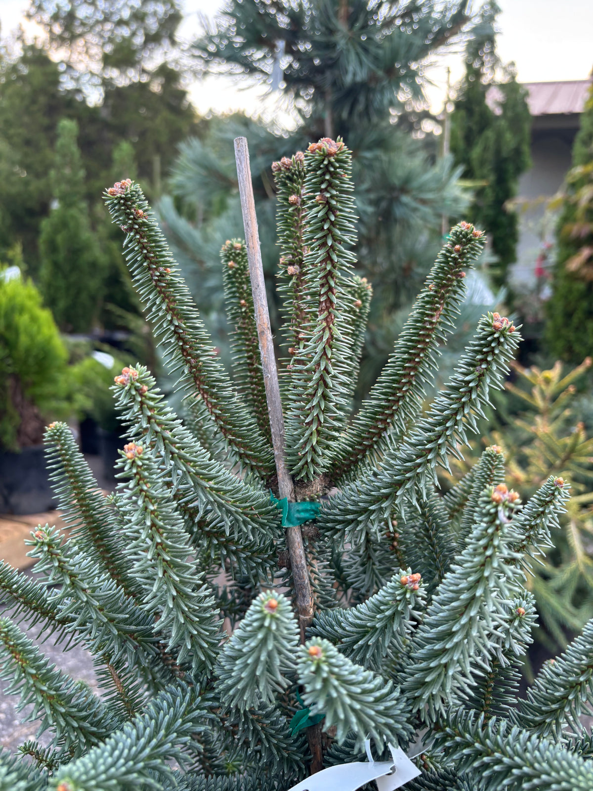 Columnar Spanish Fir