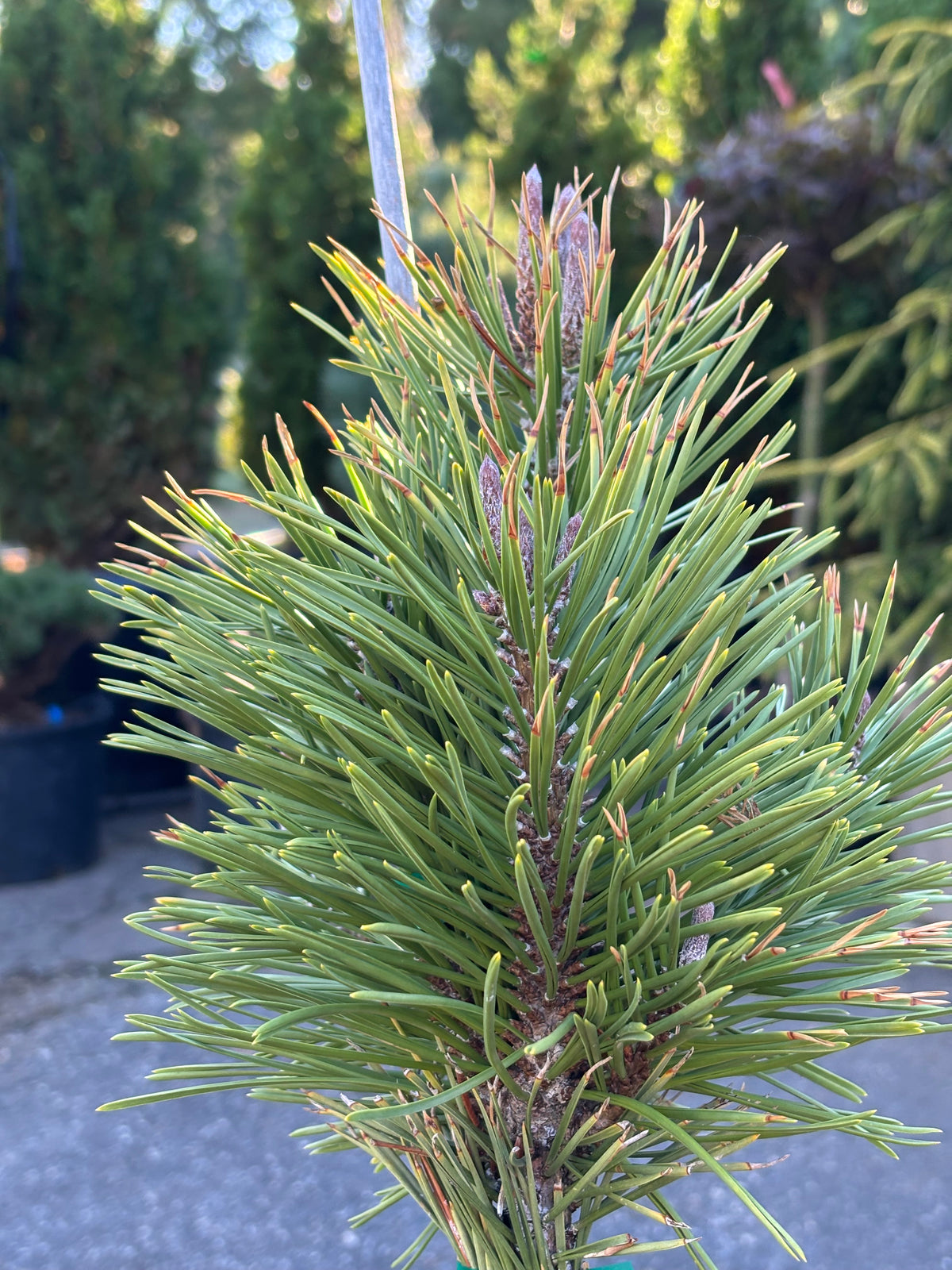 Pinus contorta ‘Taylor’s Sunburst’