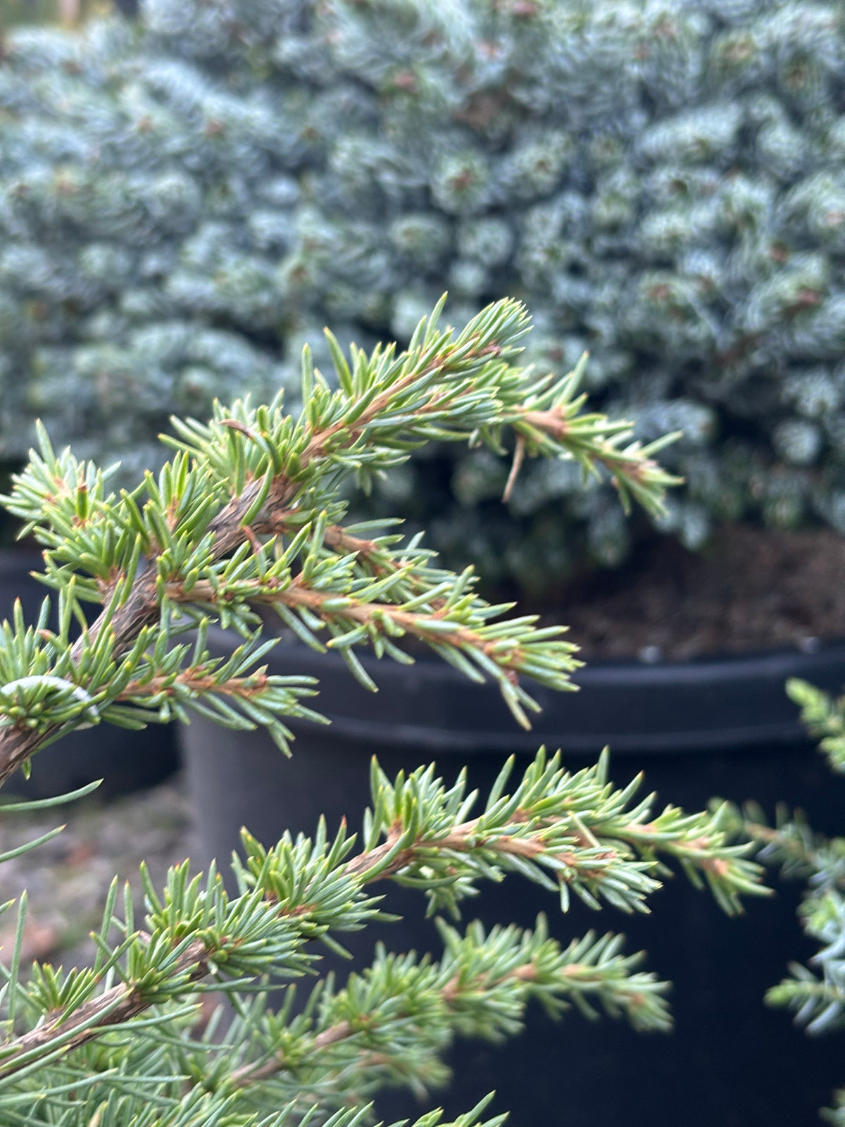 Cedrus atlantica ‘Green Wave’