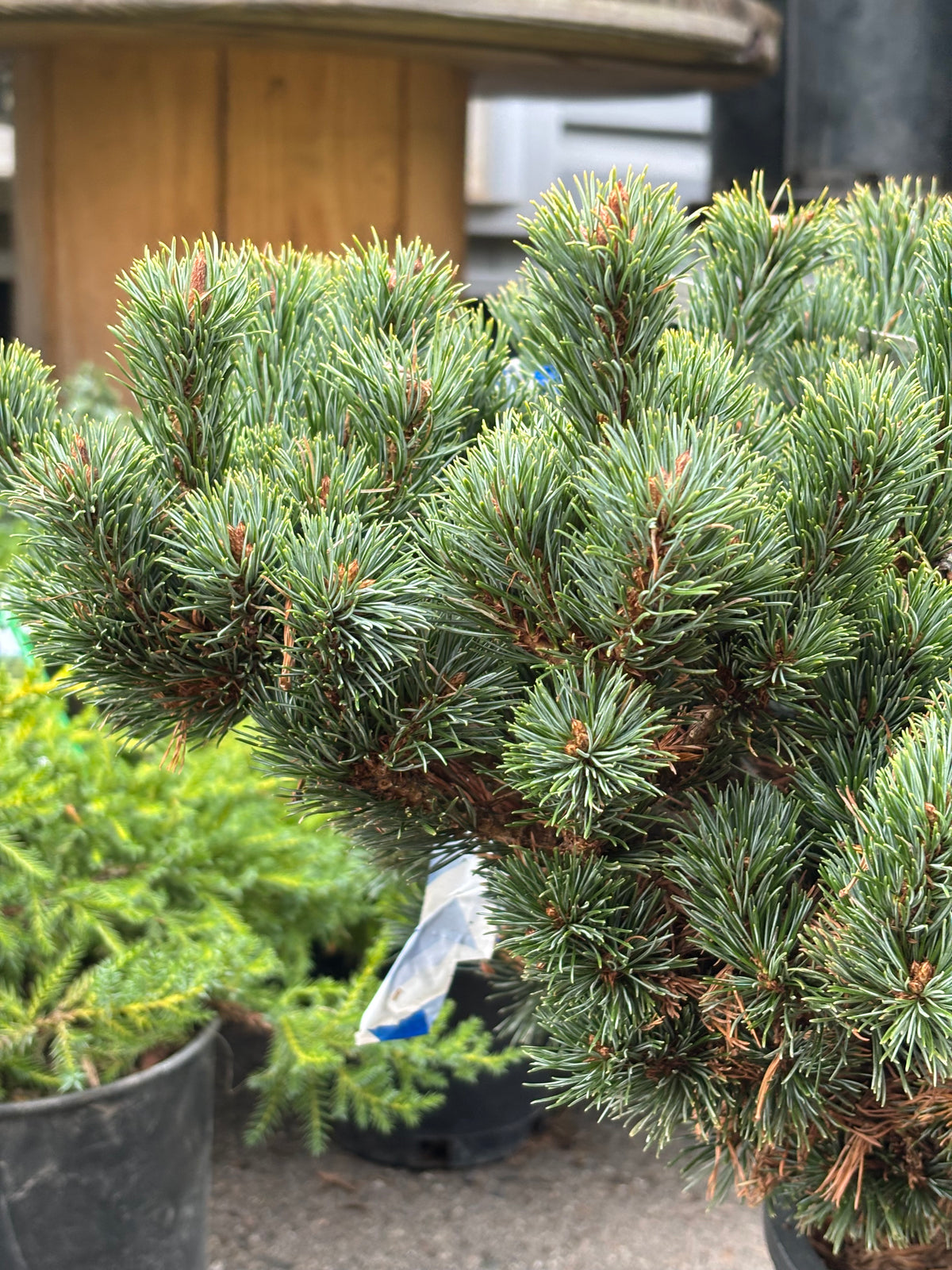 Pinus parviflora ‘Kinpo’