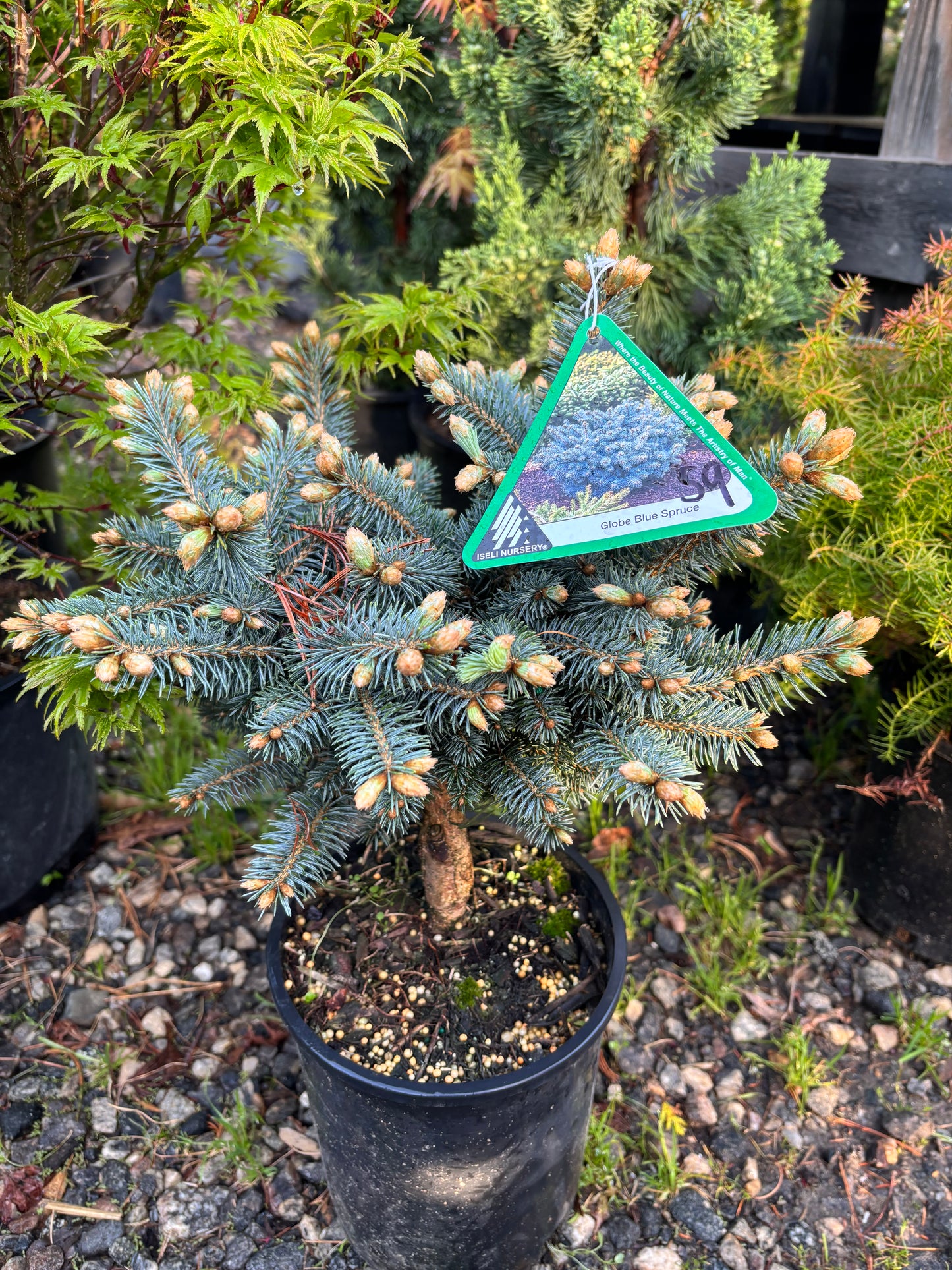 Picea pungens ‘Globosa’ Dwarf Globe Blue Spruce