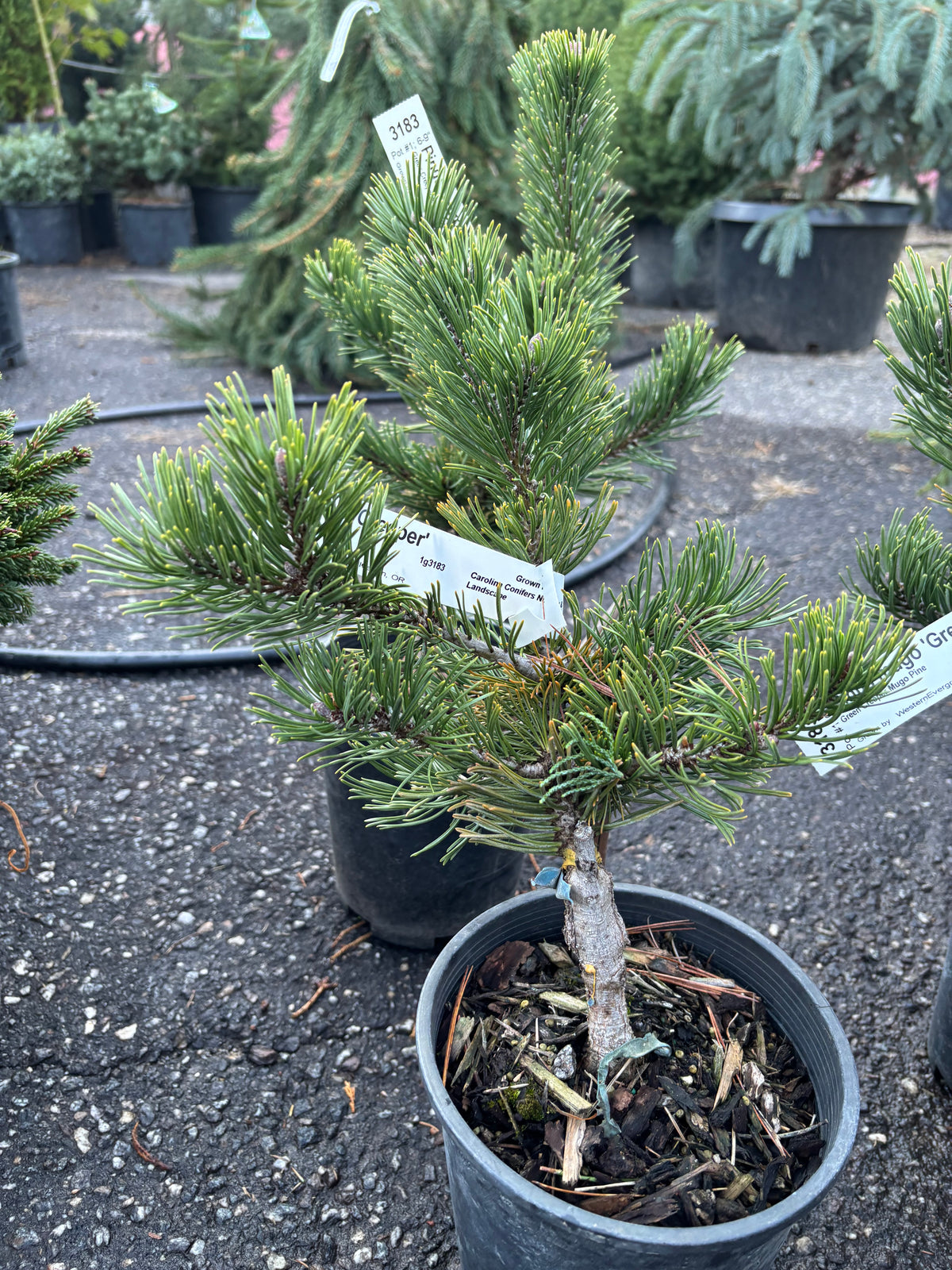 Pinus mugo 'Green Creeper'