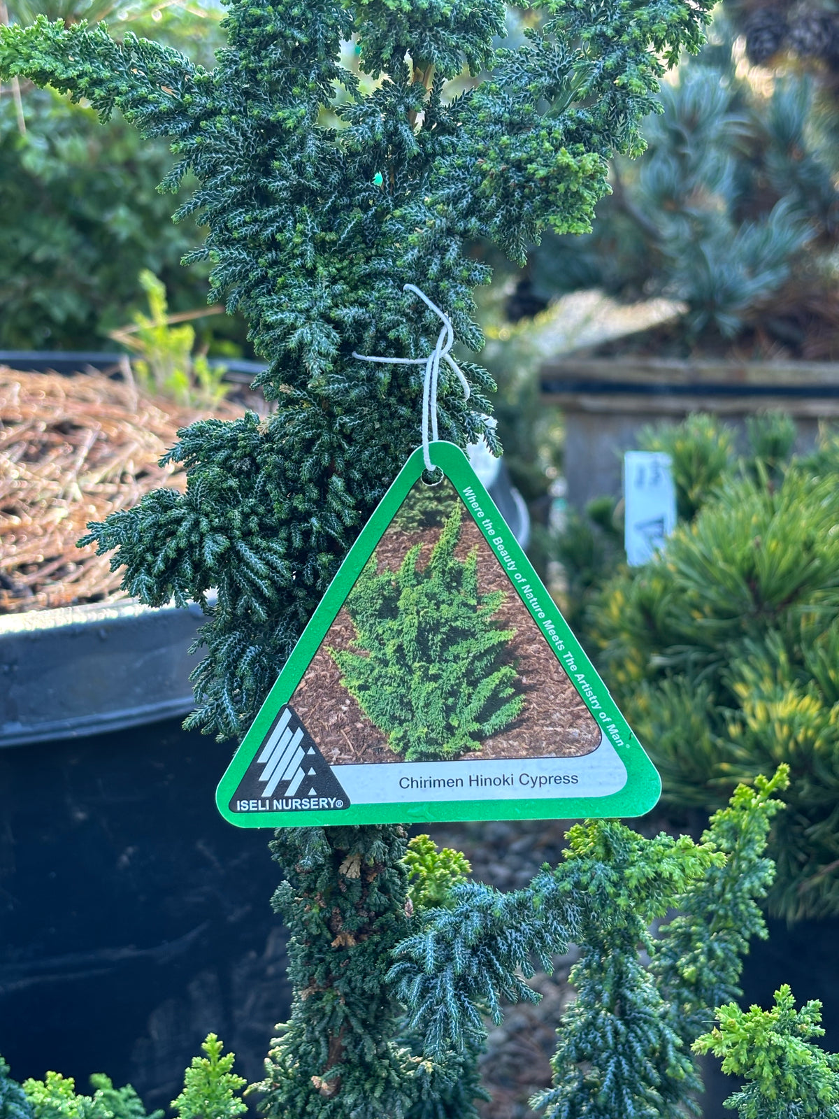 Chamaecyparis obtusa ‘Chirimen’
