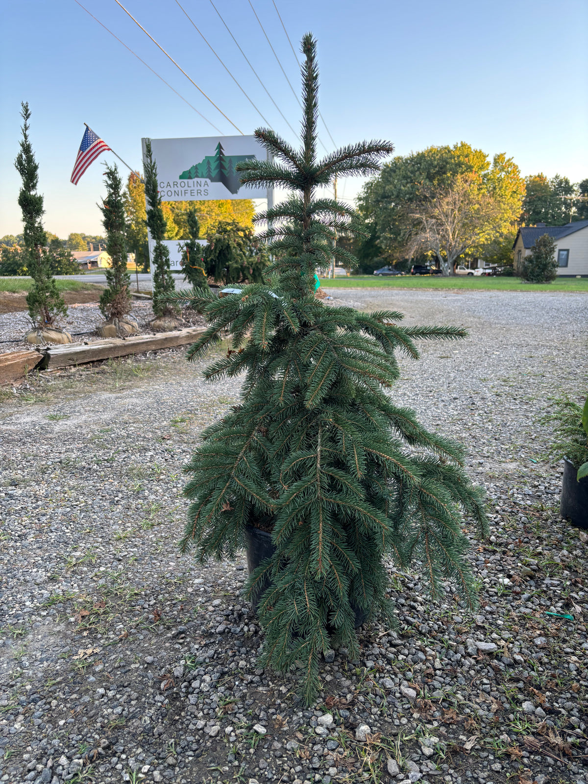 Picea pungens ‘Teton Beauty’