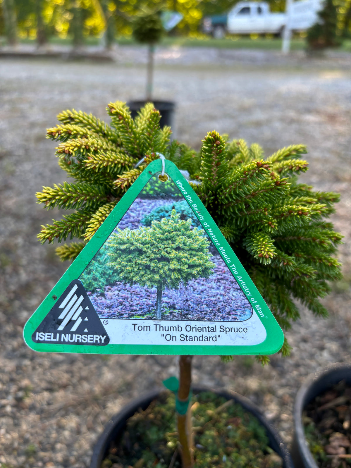 Picea orientalis ‘Tom Thumb’