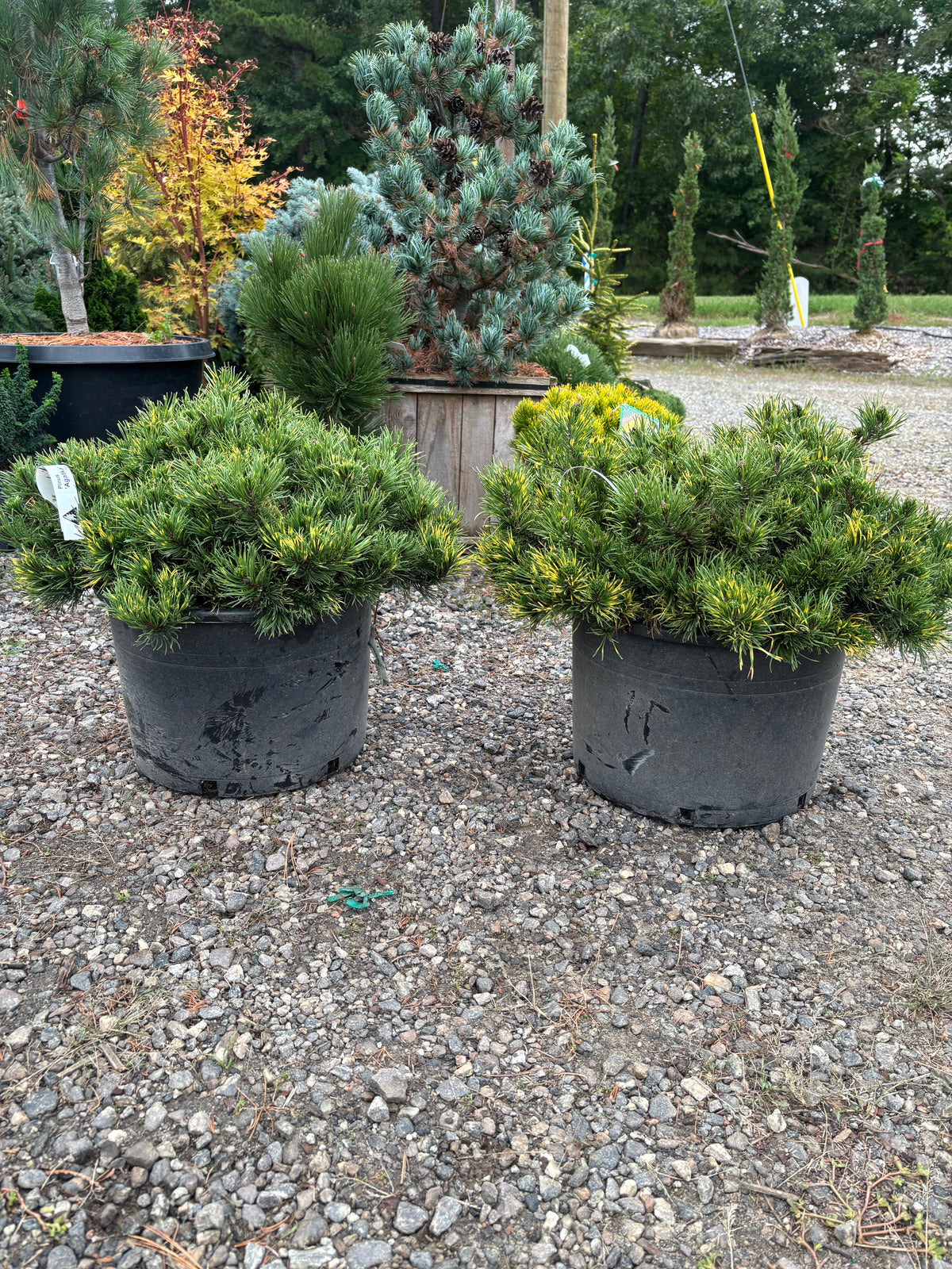Pinus mugo ‘Agatka’