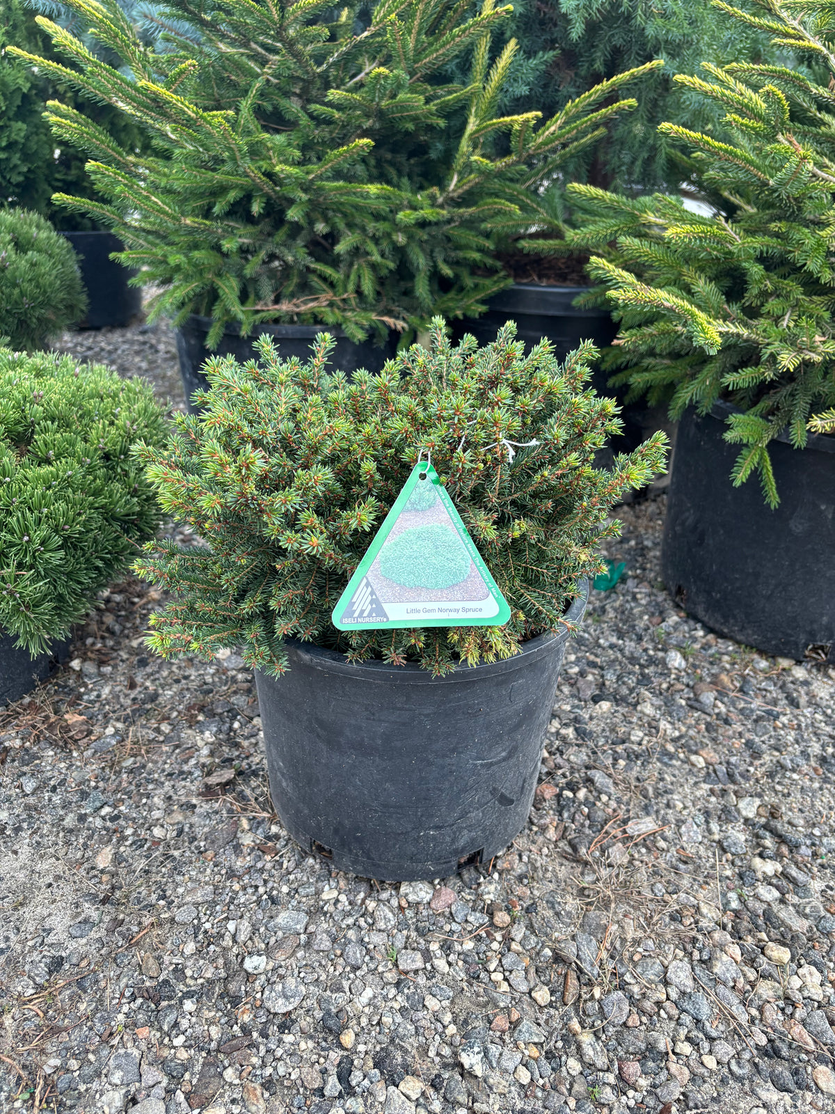 Picea Abies ‘Little Gem’ Norway Spruce
