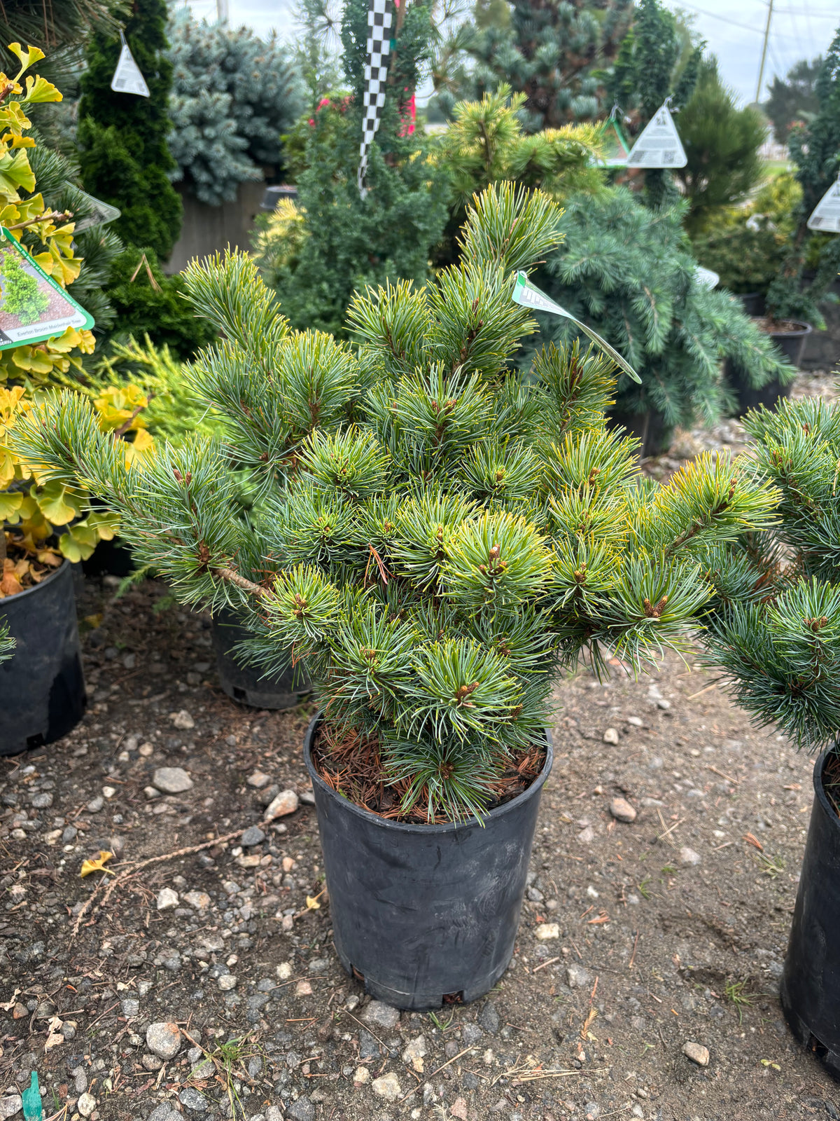 Pinus parviflora ‘Catherine Elizabeth’