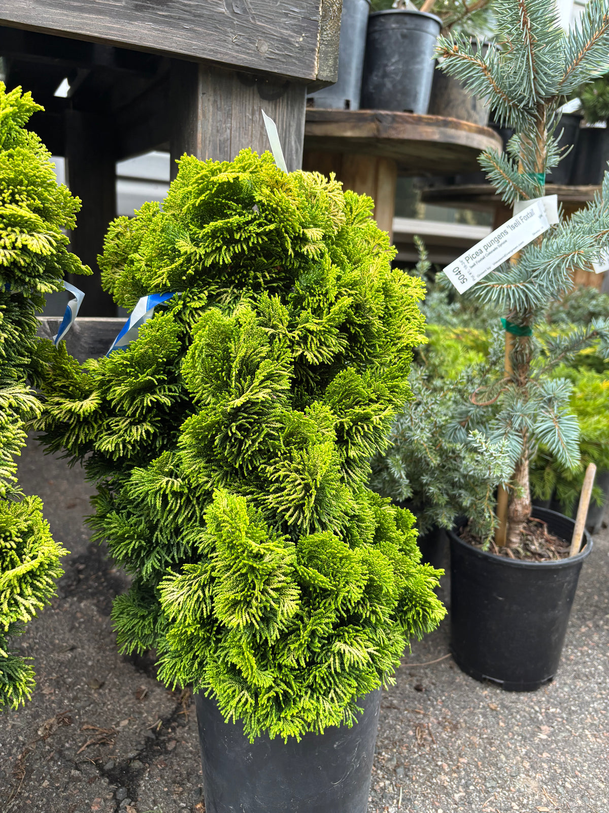 ‘Nana Lutea’ Golden Dwarf Hinoki Cypress (Chamaecyparis obtusa)