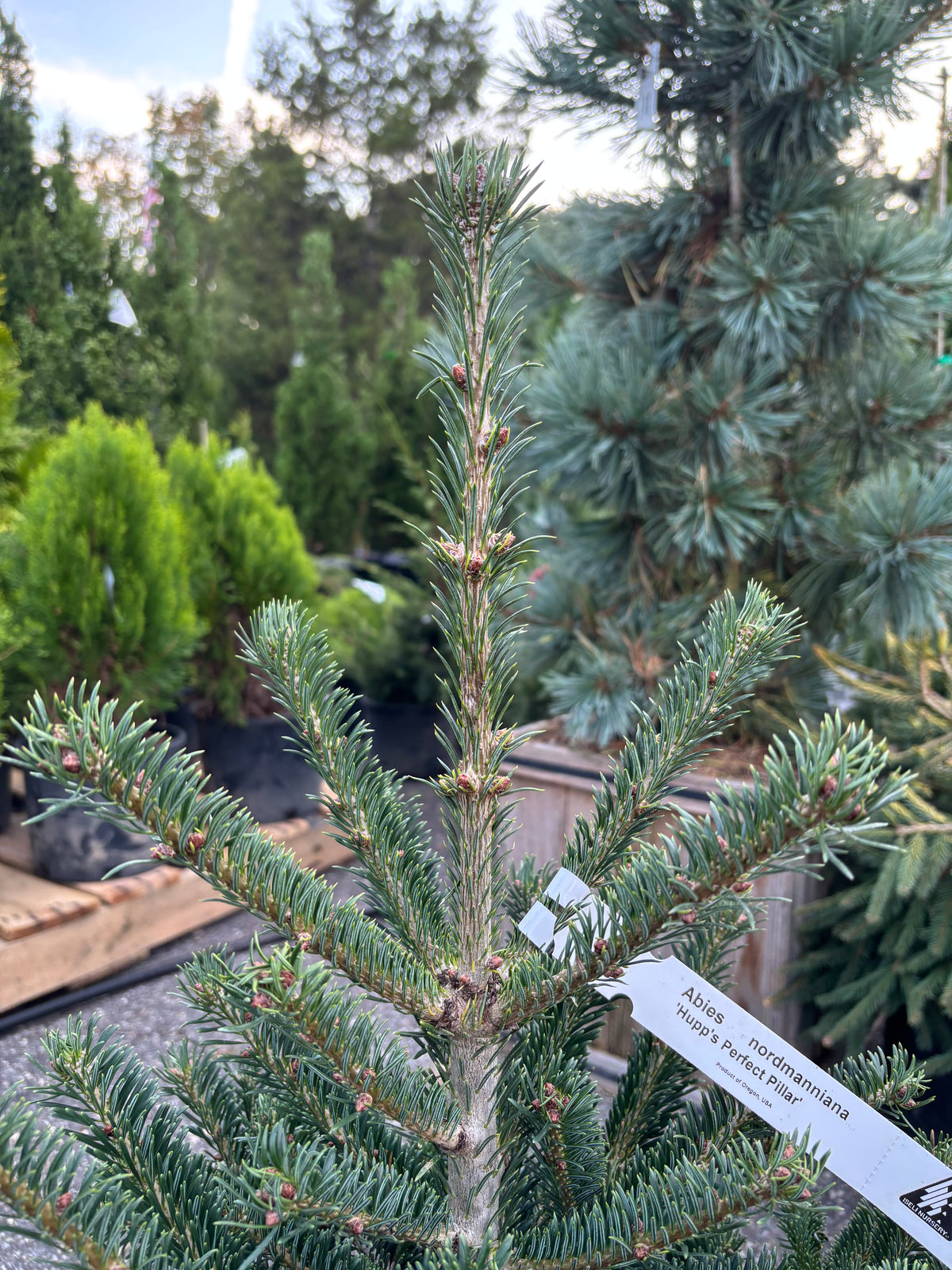 Hupp’s Perfect Pillar Nordmann Fir