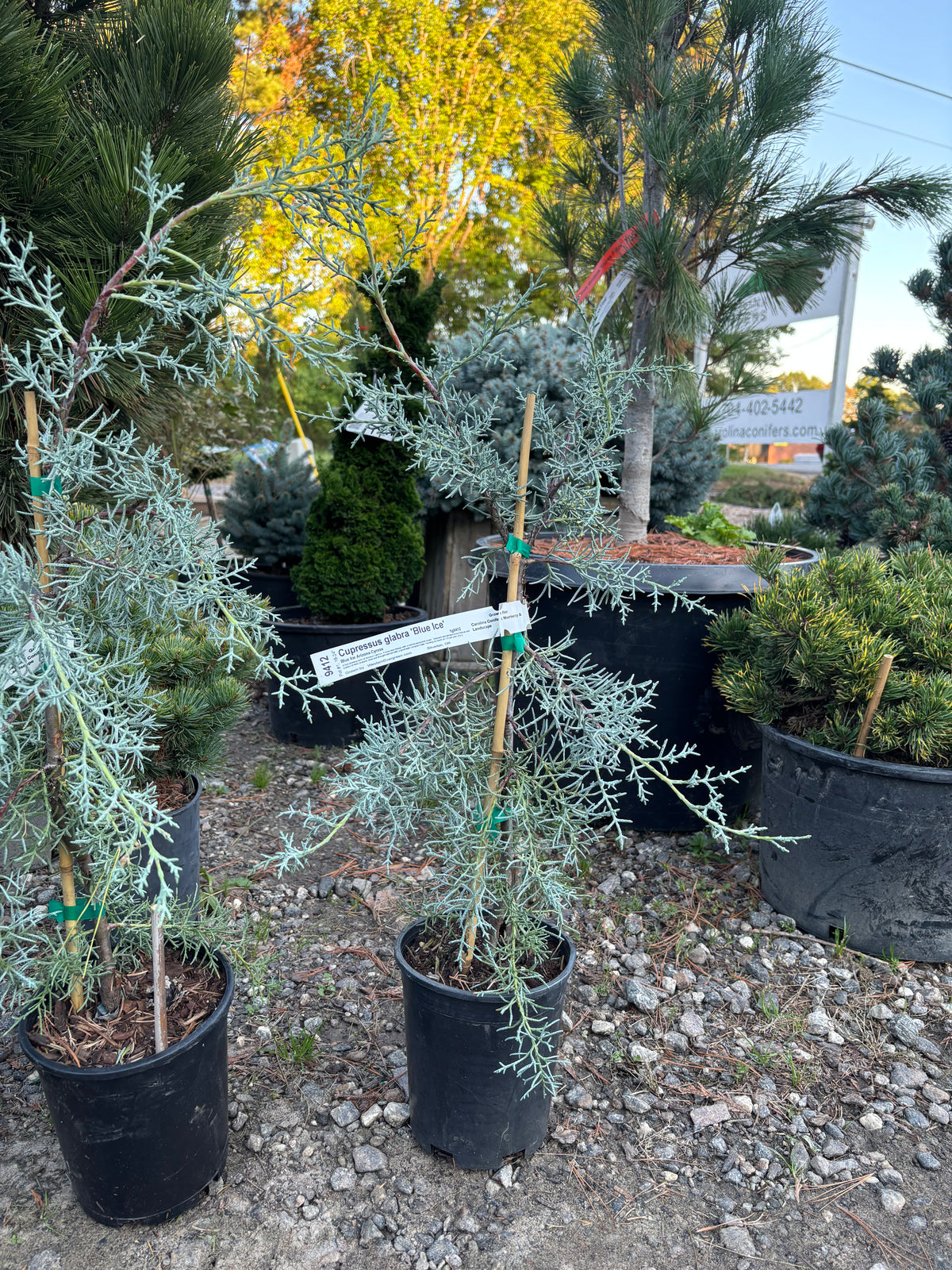 Blue Ice Arizona Cypress