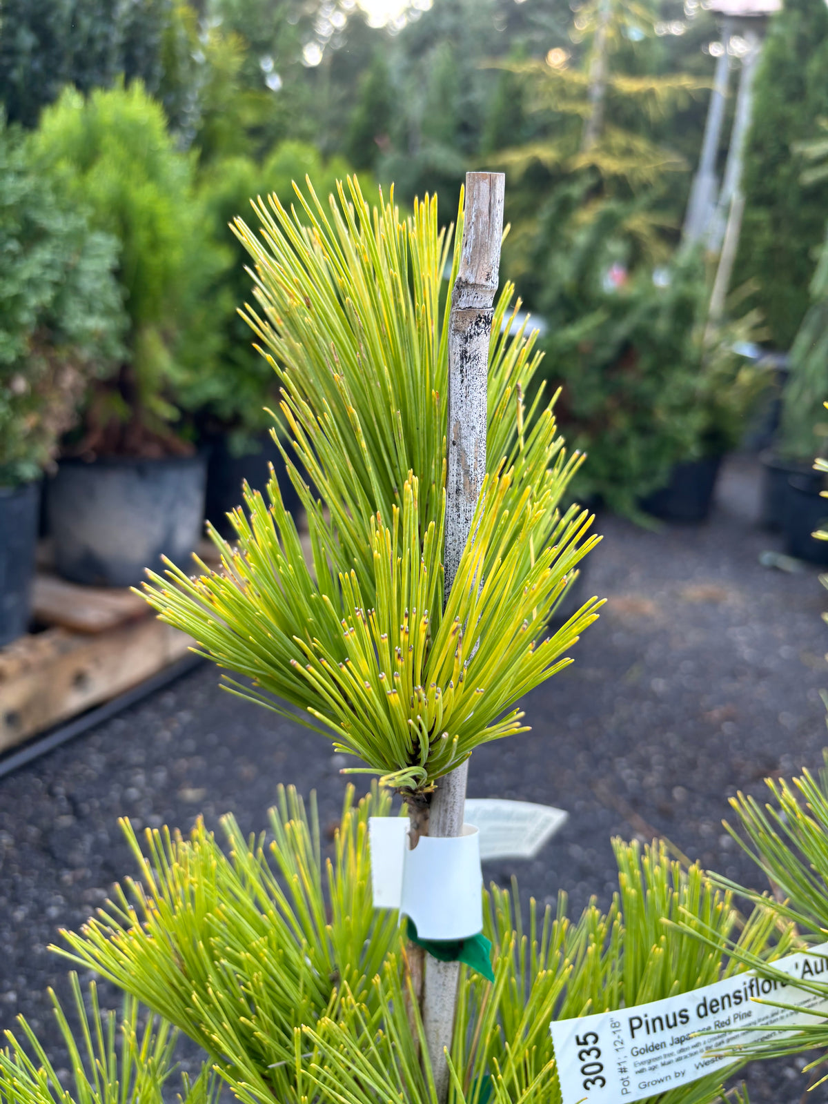 Pinus densiflora ‘Aurea’