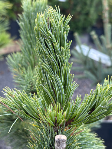 Pinus aristata Bristlecone pine (species)
