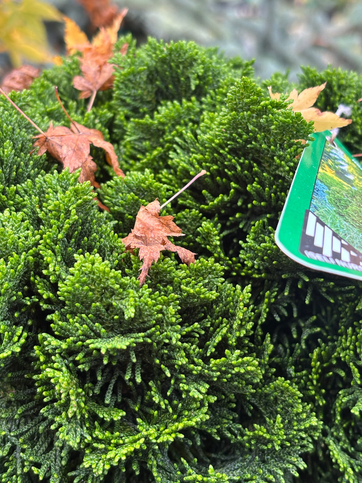 Chamaecyparis obtusa ‘Nana’