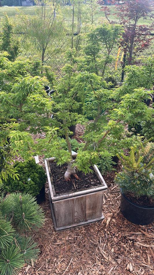 Acer Palmatum ‘Ojishi’ male lion Japanese maple