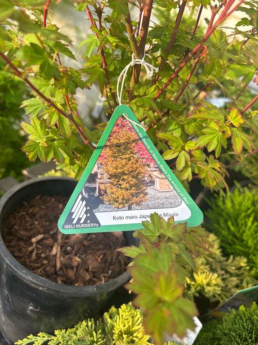 Acer palmatum 'Koto maru'