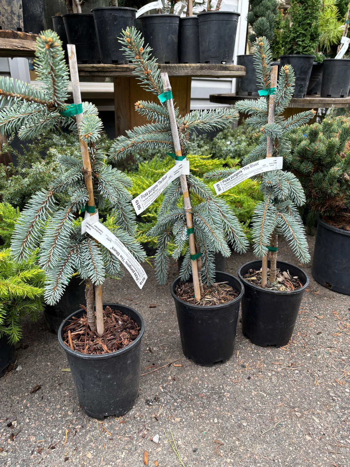 Picea pungens ‘The Blues’